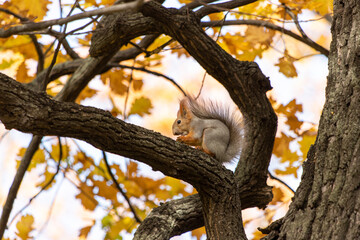 Squirrel on an oak branch gnaws nuts