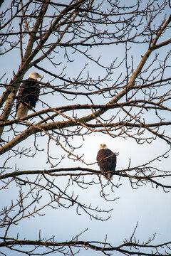 Two Bald Eagles Perched On A Tree