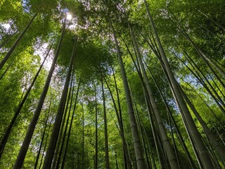 京都　嵐山の竹林