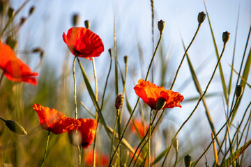 Fototapeta premium red poppy
