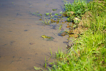 Grenouille dans l'étang