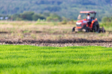 selective focus Light green rice plants are growing in the fields. There is a tractor plowing the...