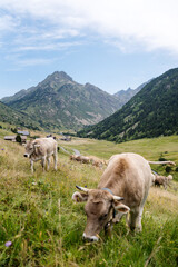 Fototapeta na wymiar Cows enjoying outdoors in Andorra’s mountains