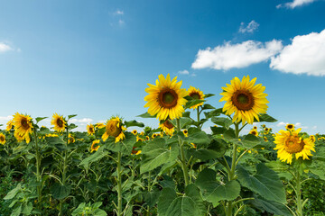 Field of Blooming Sunflowers and Blue Sky in Summer