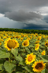 Blooming Sunflowers in Field Dramatic Stormy Sky and Clouds