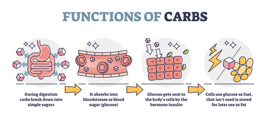 Functions of carbs and carbohydrates in digestive system outline diagram. Educational glucose production explanation with anatomical stages vector illustration. Body cells and hormone regulation. - obrazy, fototapety, plakaty