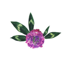 One Red clover flower isolated on white background top view. Trifolium pretense. Watercolor hand drawn illustration.