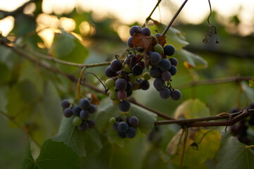 grapes nature Sun summer wine