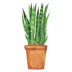 Sansevieria trifasciata in pot isolated on white background. Watercolor hand drawing illustration. Snake plant or mother’s in law tongue.