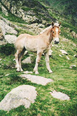 Mountain baby horse