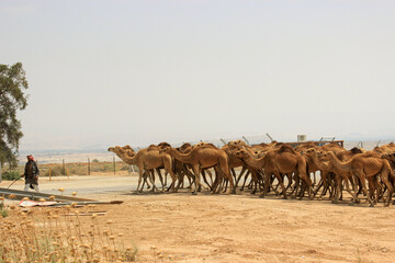 herd of camels