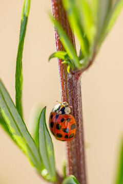 Coccinelle sur armoise