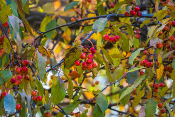 Apple tree branches with red apples and yellow leaves in autumn