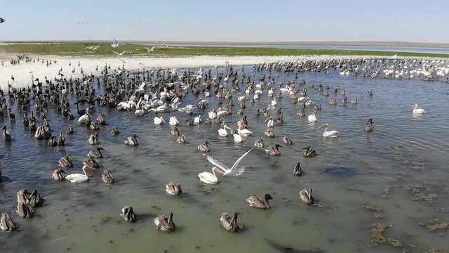 Kalmykia, nature reserve. Pelicans with chicks in shallow water.