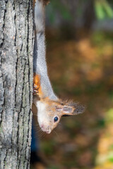Portrait of a squirrel on a tree trunk