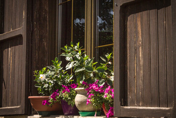 petunia flowers on wooden window
