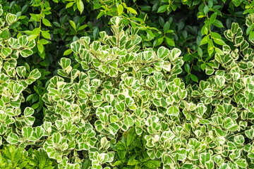 Obraz premium Green Leaf Background Textures Background Beautiful Green Leaf