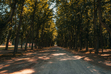 Park path during day light