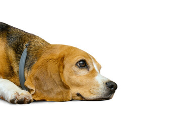 Beagle dog female isolated on a white background