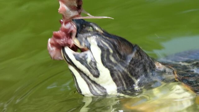 People in the zoo feed fish to aquatic turtles. Full HD slow motion video