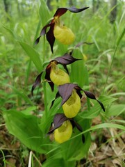 yellow orchid flower