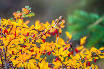 Red berries of barberry on a bush branch close-up. Barberry bush in the autumn garden.