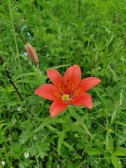 orange tiger lily