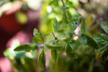 Green basil plant with green leaves close up still in a garden