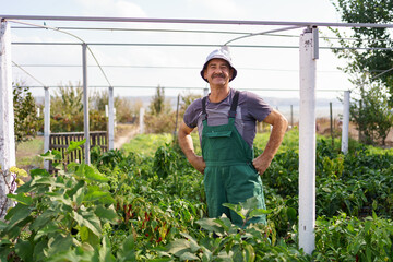 Portrait of mature man picking vegetable from backyard garden. Proud Caucasian man farmer harvesting vegetables.