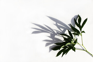 Beautiful branch of the plant on a white background with hard shadows. Copy space, flat lay