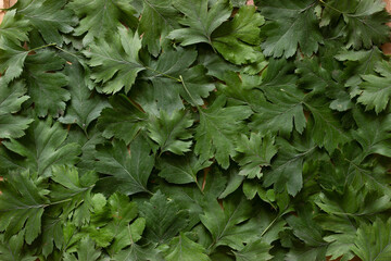 Backdrop from hawthorn leaves. Interested leave texture