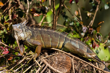 wild wild animals zoo 