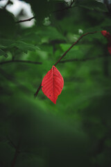 red maple leaves