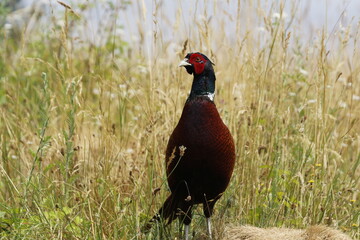 Male pheasant in a meadow