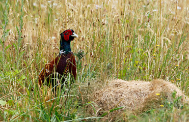 Fototapeta premium Male pheasant in a meadow