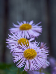 Floral background of large pink-purple flowers Erigeron speciosus: floriculture gardening summer flowers three flowers vertical frame.