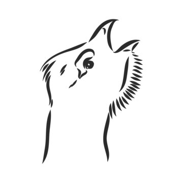 Wappentier Bilder Durchsuchen 13,228 Archivfotos, und