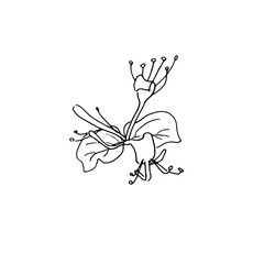 dried flowers, dry grass on a white background,Hand drawn engraving illustration, minimalism style. Ikebana.