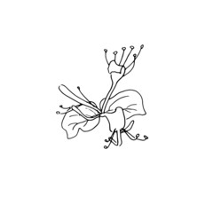 dried flowers, dry grass on a white background,Hand drawn engraving illustration, minimalism style. Ikebana.