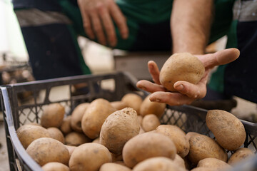 Senior male farmer with gathered potatoes, closeup. Cropped view of man holding dirty natural potatoes