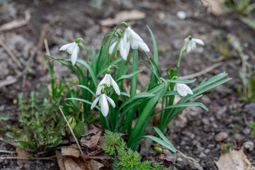 First Spring Flowers Snowdrops, Outdoor.