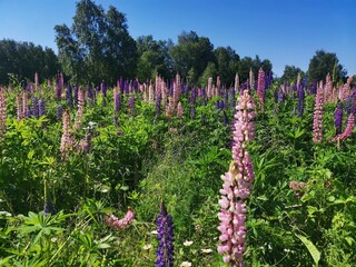 flowers in the garden