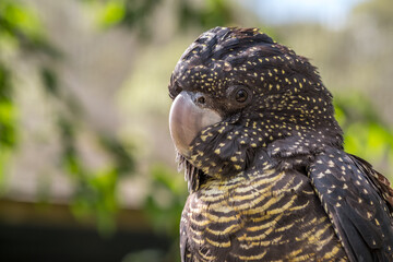 A Black Cockatoo in the Wild