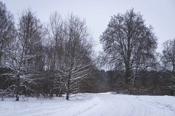 slippery forest country road in Latvian woods December, January, February common usual landscape in northern Europe plains