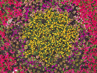Colorful decorative flower bed from top view.