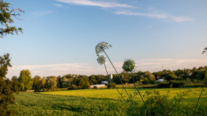 sowing corn in roanne France
