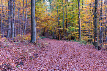Path through fall forest covered with leaves