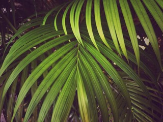 green background