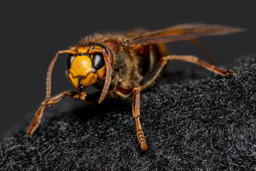Close up macro view of European hornet (vespa crabro) sitting on black felt in grey background. Face is in camera focus