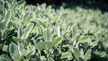 Euonymus fortunei in the garden.